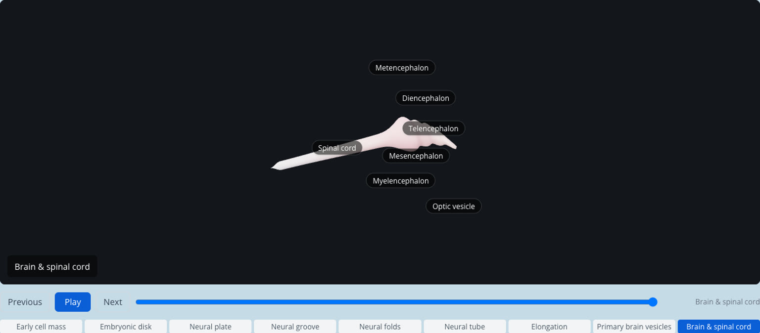 Neurodevelopment 3D Sim project image